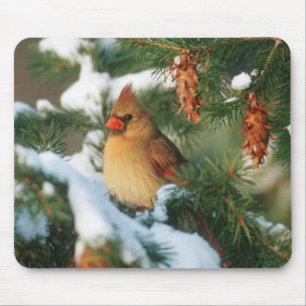 Northern Cardinal in tree, Illinois Mouse Pad