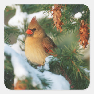 Northern Cardinal in tree, Illinois Square Sticker