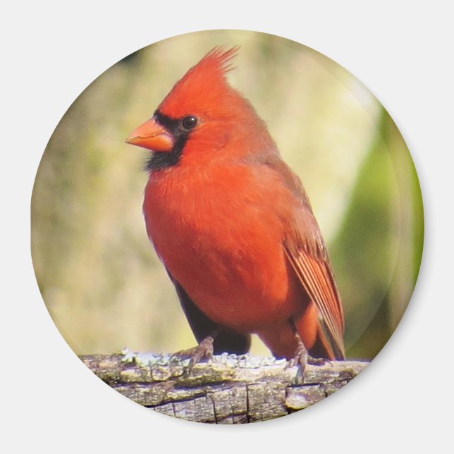 Northern Cardinal Magnet (Front)