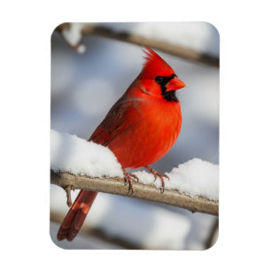 Northern Cardinal Magnet