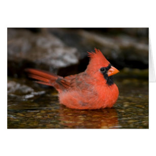 Northern Cardinal male bathing