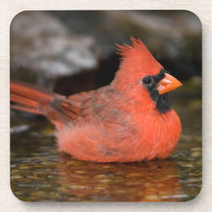Northern Cardinal male bathing Coaster