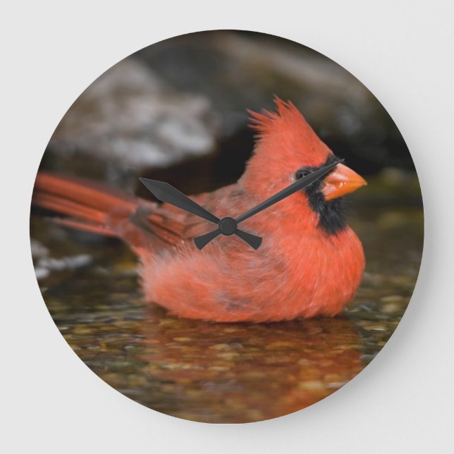 Northern Cardinal male bathing Large Clock (Front)