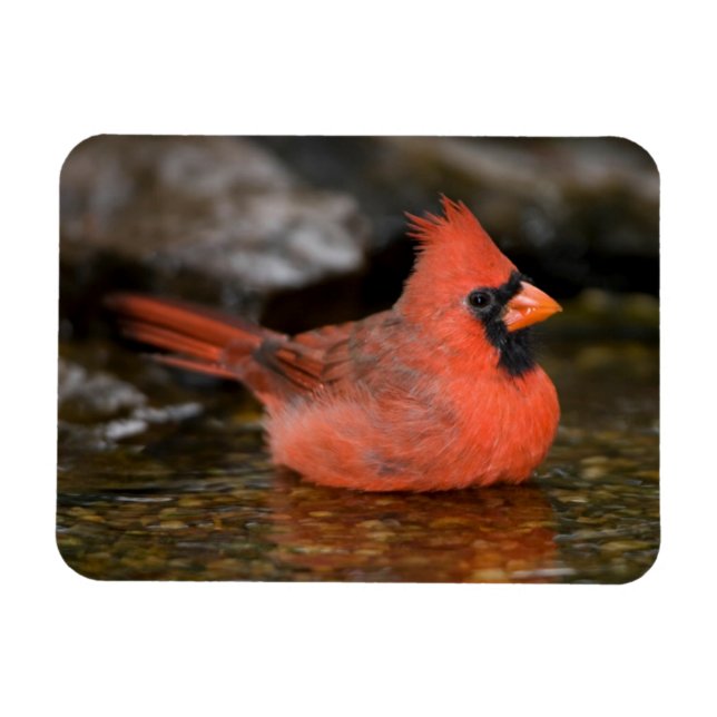 Northern Cardinal male bathing Magnet (Horizontal)