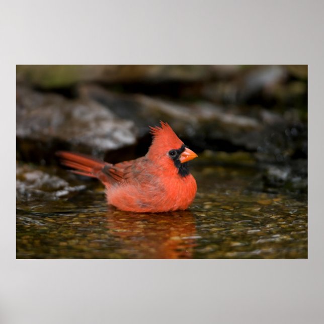 Northern Cardinal male bathing Poster (Front)