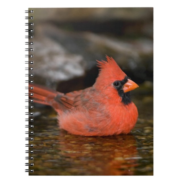 Northern Cardinal male bathing Spiral Notebook (Front)
