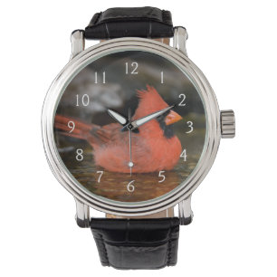 Northern Cardinal male bathing Watch
