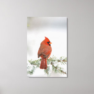 Northern Cardinal male on Blue Atlas Cedar Canvas Print