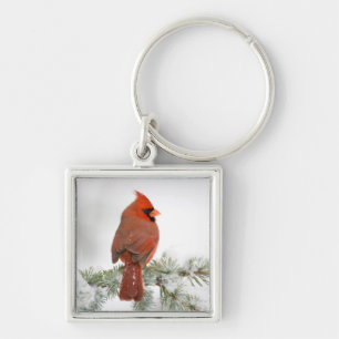 Northern Cardinal male on Blue Atlas Cedar Key Ring