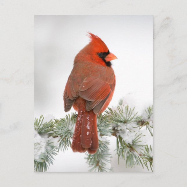Northern Cardinal male on Blue Atlas Cedar Postcard (Front)