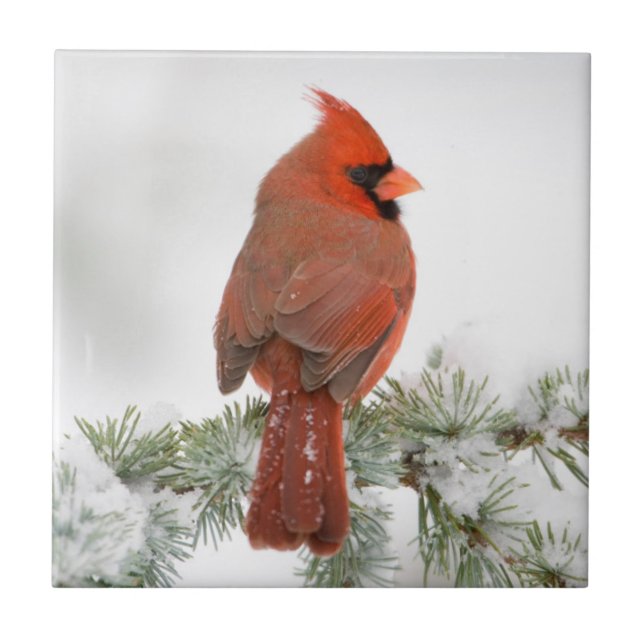 Northern Cardinal male on Blue Atlas Cedar Tile (Front)