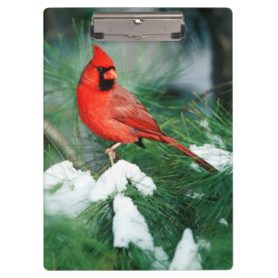 Northern Cardinal male on tree, IL Clipboard