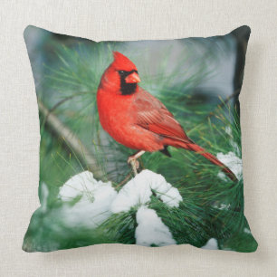 Northern Cardinal male on tree, IL Cushion