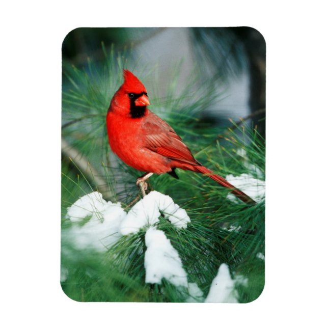 Northern Cardinal male on tree, IL Magnet (Vertical)