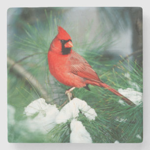 Northern Cardinal male on tree, IL Stone Coaster