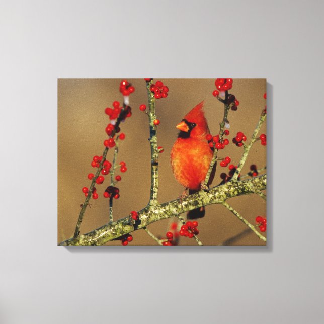 Northern Cardinal male perched, IL Canvas Print (Front)