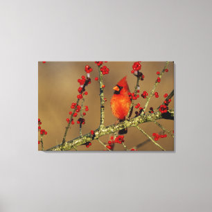 Northern Cardinal male perched, IL Canvas Print