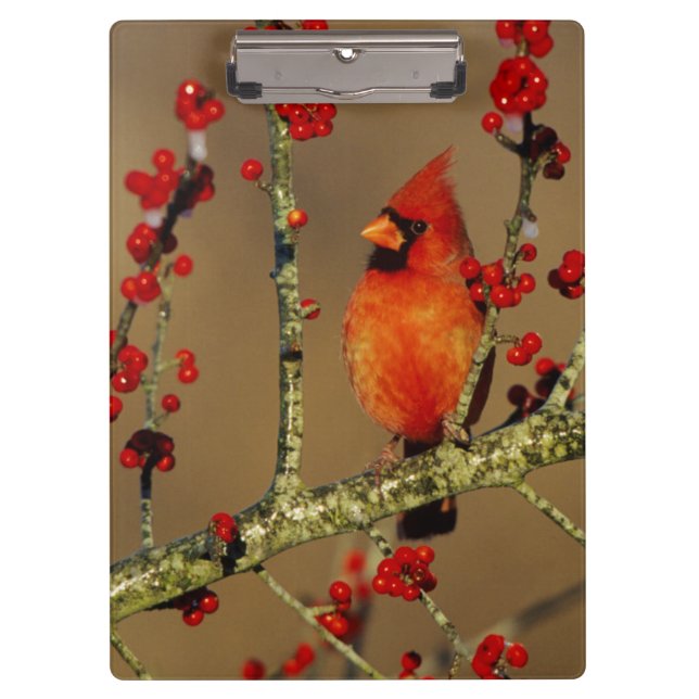 Northern Cardinal male perched, IL Clipboard (Front)