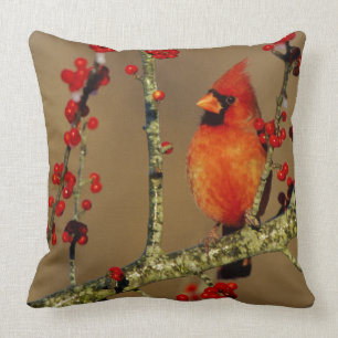 Northern Cardinal male perched, IL Cushion