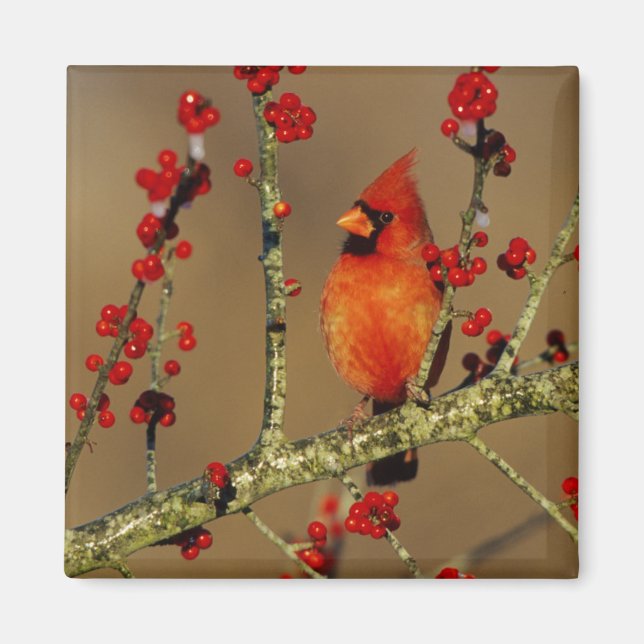 Northern Cardinal male perched, IL Magnet (Front)