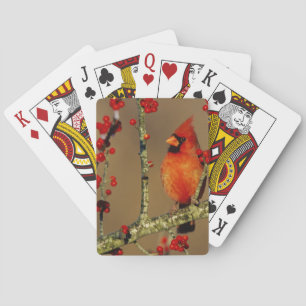 Northern Cardinal male perched, IL Playing Cards