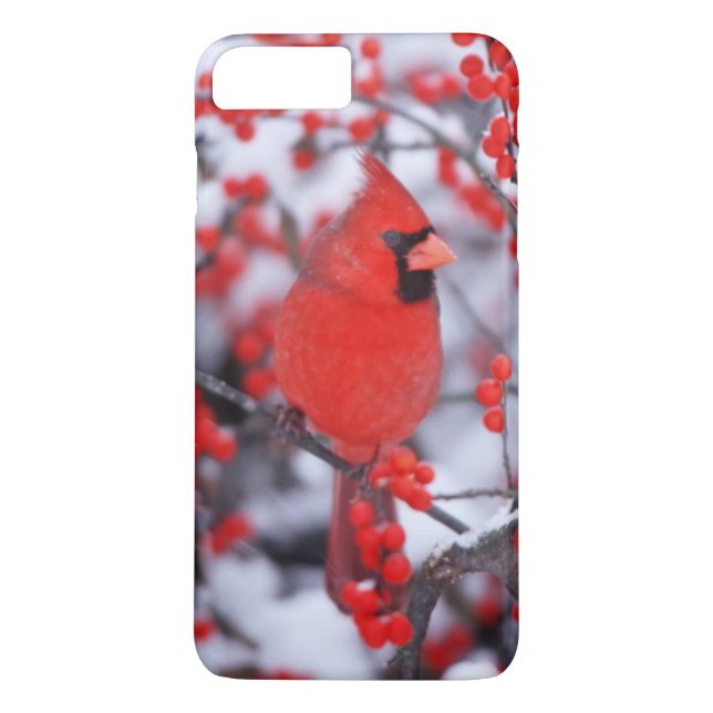 Northern Cardinal male, Winter, IL Case-Mate iPhone Case (Back)