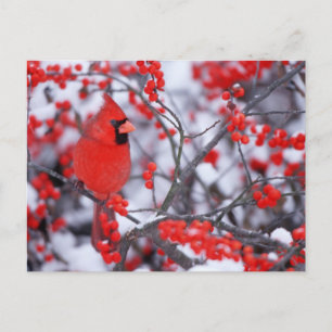 Northern Cardinal male, Winter, IL Postcard