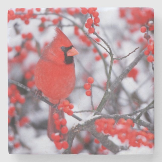 Northern Cardinal male, Winter, IL Stone Coaster (Front)