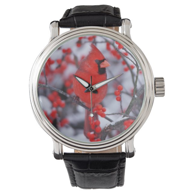 Northern Cardinal male, Winter, IL Watch (Front)