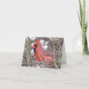Northern Cardinal Note Card