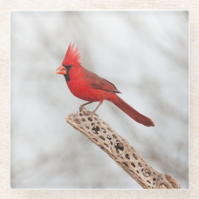 Northern Cardinal on a branch Glass Coaster (Front)