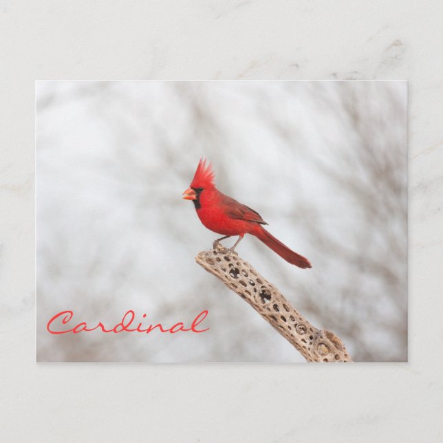 Northern Cardinal on a branch Postcard (Front)