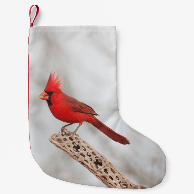 Northern Cardinal on a branch Small Christmas Stocking (Front)