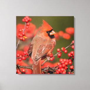Northern Cardinal on Common Winterberry Canvas Print