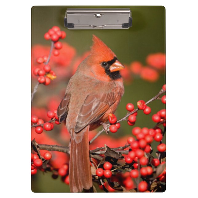 Northern Cardinal on Common Winterberry Clipboard (Front)