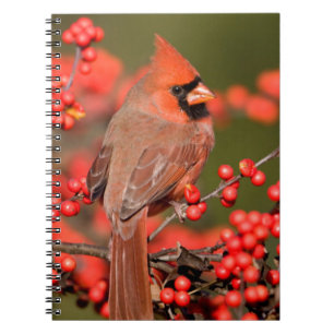 Northern Cardinal on Common Winterberry Notebook