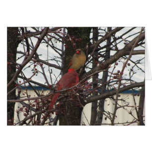 Northern Cardinal Pair