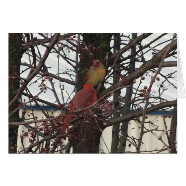 Northern Cardinal Pair (Front Horizontal)