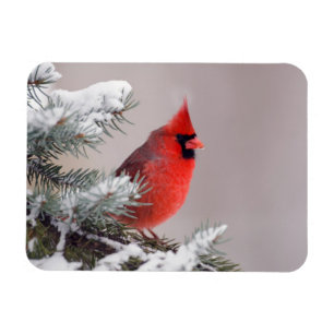 Northern Cardinal Perched In A Tree Magnet