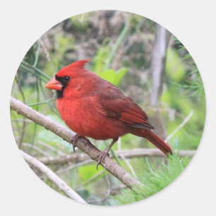 Northern Cardinal Photo Classic Round Sticker