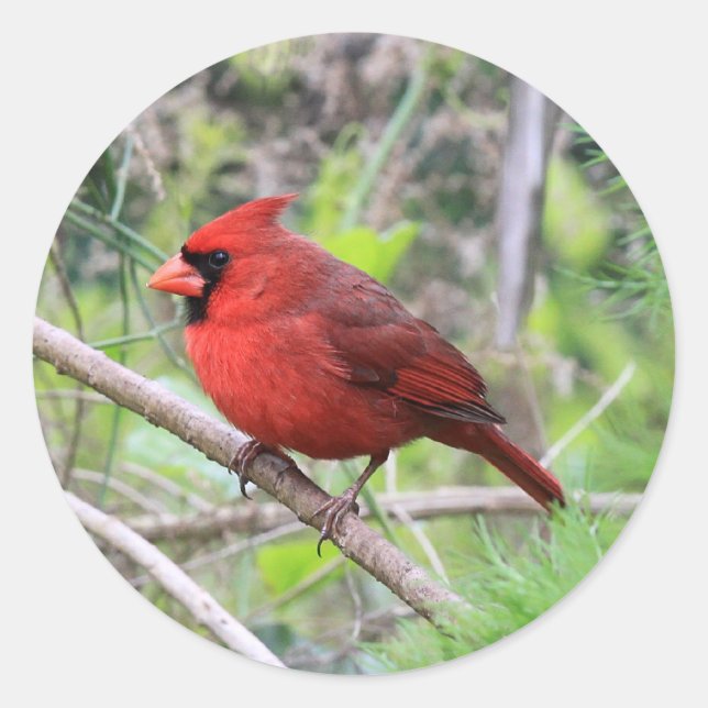 Northern Cardinal Photo Classic Round Sticker (Front)