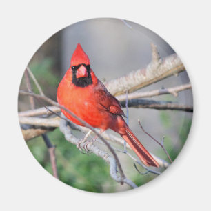 Northern Cardinal Photo Magnet