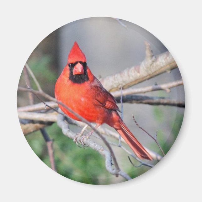 Northern Cardinal Photo Magnet (Front)