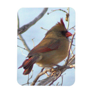 Northern Cardinal Photo Magnet