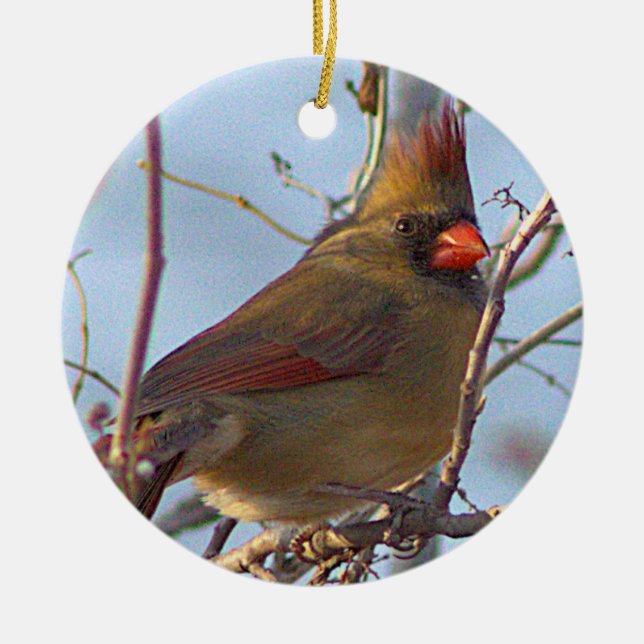 Northern Cardinal Photo Ornament  (Front)