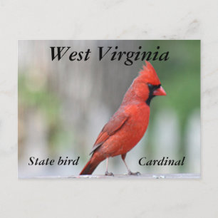 Northern Cardinal photo Postcard