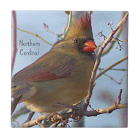 Northern Cardinal Photo Tile