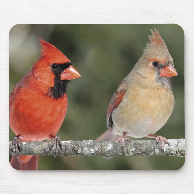 Northern Cardinal Photograph Mousepad (Front)