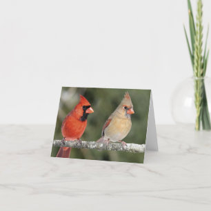 Northern Cardinal Photograph Note Card