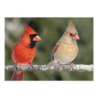 Northern Cardinal Photograph Print